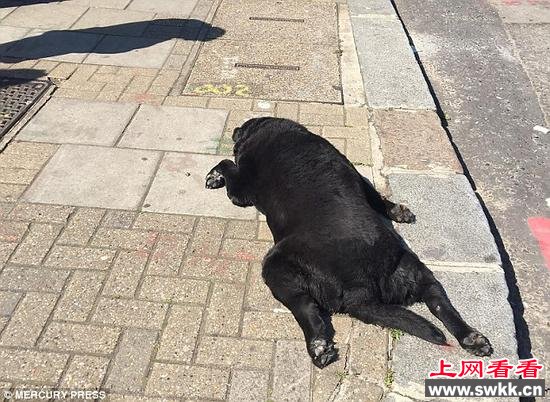 已经死去的狗狗
