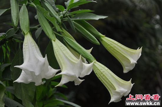 世界10大最致命的植物 曼陀罗上榜