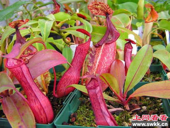 世界10大最致命的植物 曼陀罗上榜