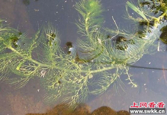 世界10大最致命的植物 曼陀罗上榜