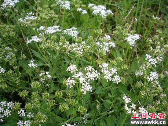 世界10大最致命的植物 曼陀罗上榜