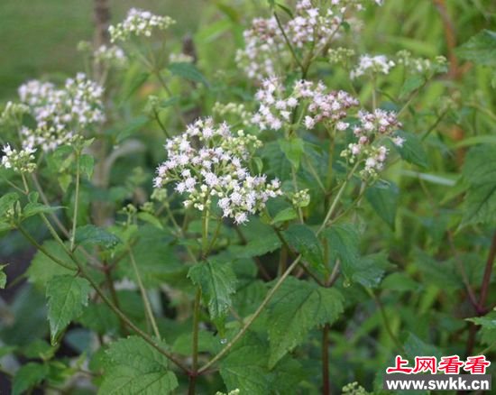 世界10大最致命的植物 曼陀罗上榜