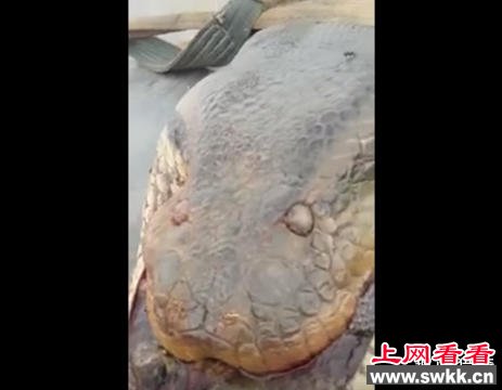 巴西美山水坝附近发现山洞发现巨蟒