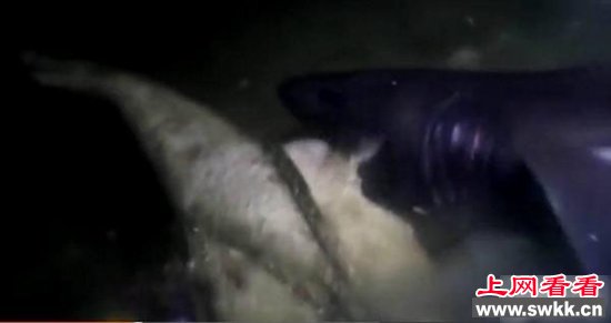 沉在海底的死猪四天后会怎样 结果让人震惊