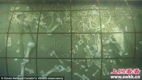 沉在海底的死猪四天后会怎样 结果让人震惊