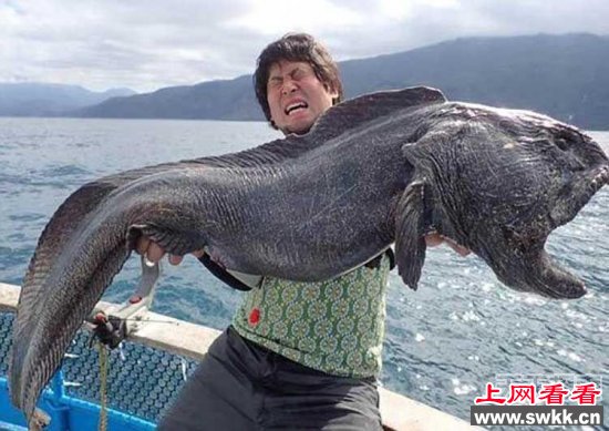 日本男子海中捕获一只大家伙 体型样貌吓人可能是核辐射“怪兽”