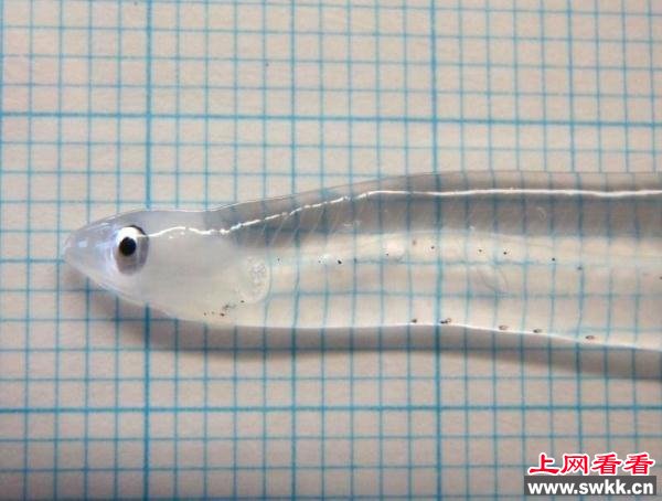 有人在海里发现新物种“透明鱼”，知道它长大后的样子大家都傻了