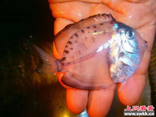 有人在海里发现新物种“透明鱼”，知道它长大后的样子大家都傻了