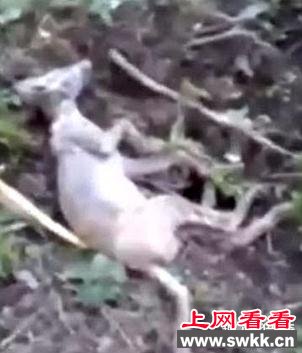 农民说杀死了一只传说中的吸血鬼，兽医看到尸体也懵逼了……