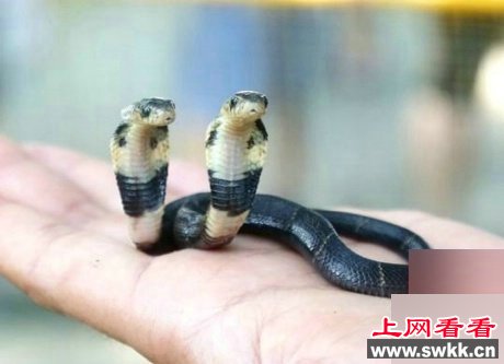 广西现双头蛇 两头互相厮咬场面相当罕见