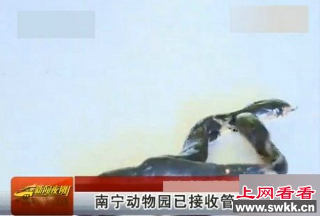 广西现双头蛇 两头互相厮咬场面相当罕见