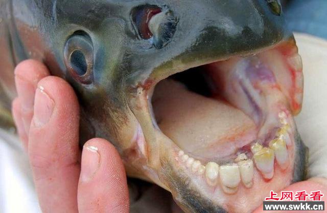 比食人鱼更恐怖：长着人类牙齿的鱼