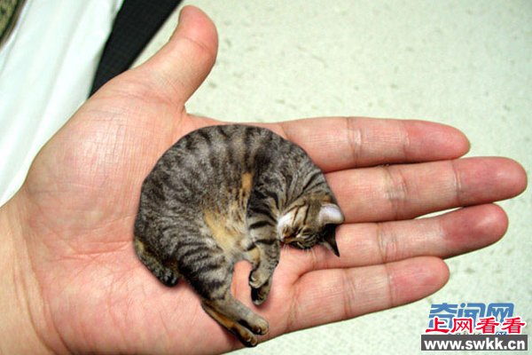 世界上最小的猫图片