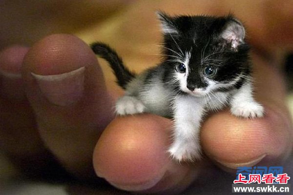 世界上最小的猫图片