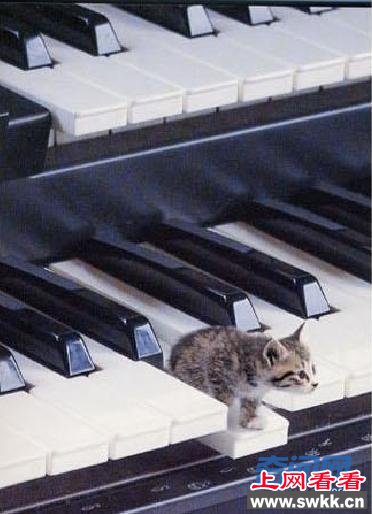世界上最小的猫