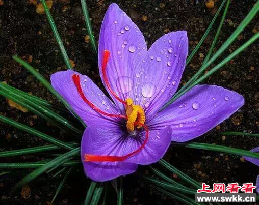 世界上最贵的花：斯里兰卡仙人掌花无价