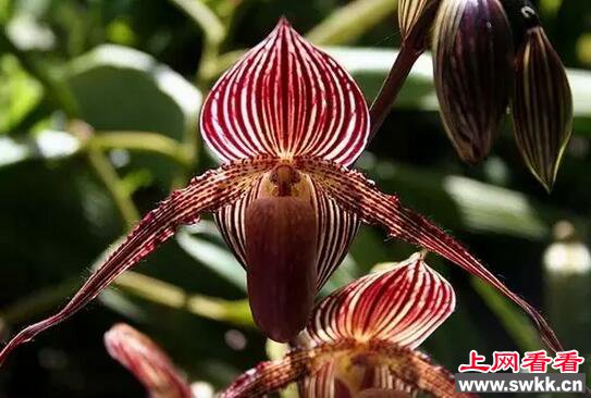 世界上最贵的花：斯里兰卡仙人掌花无价