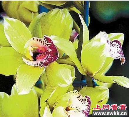 世界上最贵的花：斯里兰卡仙人掌花无价