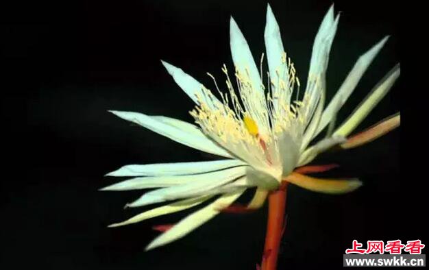 世界上最贵的花：斯里兰卡仙人掌花无价