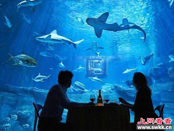 世界上最刺激的水族馆：与鲨鱼同眠你敢来吗?