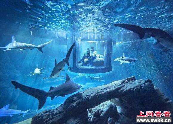 世界上最刺激的水族馆：与鲨鱼同眠你敢来吗?