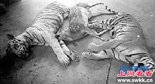 动物神秘死亡