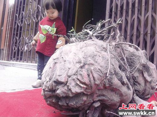 超级番薯