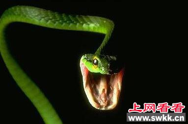 上海十大灵异事件：青蛇勾魂事件是真的吗？