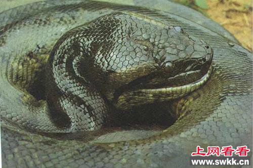 世界上最大的蟒蛇