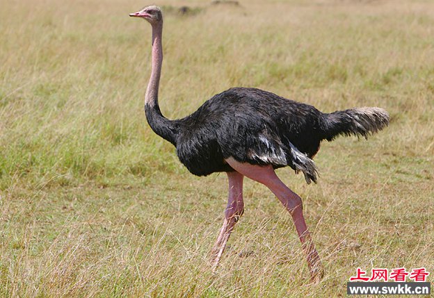 世界上体型最大的鸟，鸵鸟