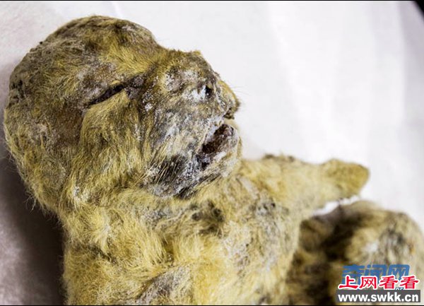 洞狮幼崽尸体问世  揭秘1.2万年前的深沉故事