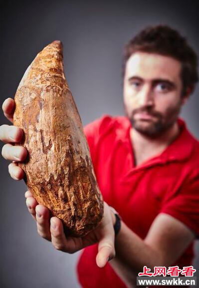 澳大利亚发现500万年前巨大鲸鱼牙齿化石