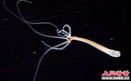 长生不老的神秘生物，存活许久从未衰老