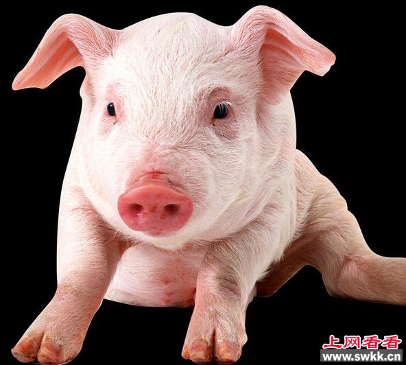 猪身上还有哪些你不知道的神奇功能？猪角膜真的可以用于人体吗