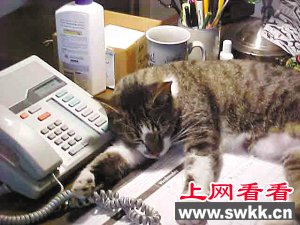 会打电话的猫咪