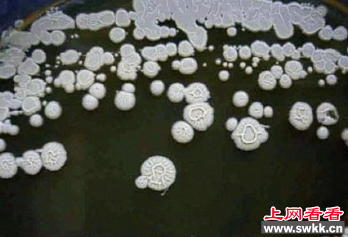 细菌在大多数人眼里都是唯恐避之不及的，而且细菌常常与疾病流感联系在一起，而最近突然出现的350万年前的细菌才真是让人跌破眼镜，多亏了战斗民族，让上帝藏在他西伯利亚大冰箱里的又一件实验品得见天日。下面就跟着奇闻网的小编一起来看看350万年前的细菌的真面目吧。