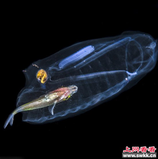 美佛州海底现半透明生物，肚子里竟藏小＂彩＂鱼