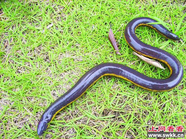村民挖出罕见＂两头蛇＂ 最初以为是大蚯蚓