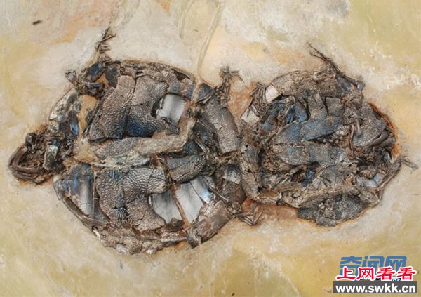 5000万年前乌龟交配时死亡 现今变成化石成为国宝