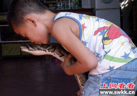 蟒蛇为报恩当起家中保姆 能抓小偷照顾孩子