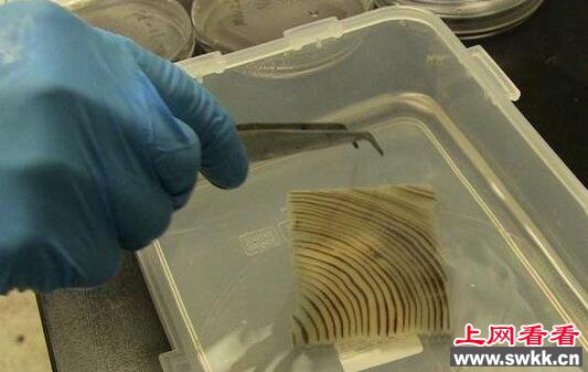 比玻璃还透明坚硬的木头，这是真的吗?