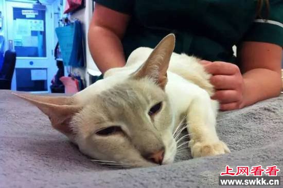 小猫错进邮包 经历8天250公里的路程依旧生还