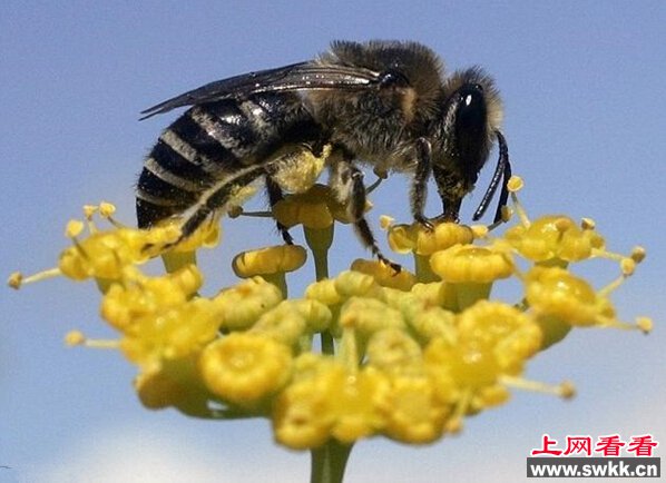 南非海角蜜蜂不交配也能繁殖?海角蜜蜂繁殖全过程