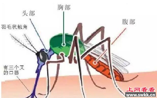 为什么蚊子老叮你一个人？真的有招蚊体质吗？