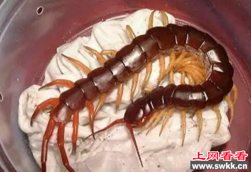 世界上最大的蜈蚣，巨型蜈蚣够贝尔一顿饭吗？