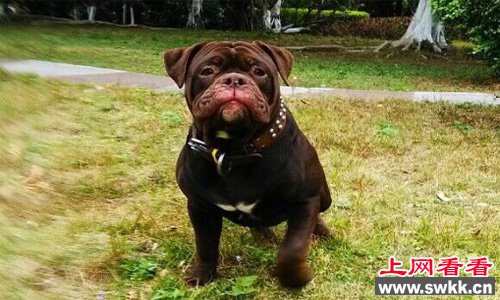 世界上最丑的狗美国复兴斗牛犬