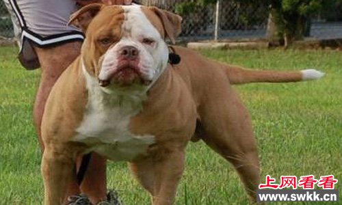 肌肉发达而健壮的美国复兴斗牛犬