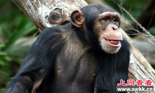 世界上什么动物最聪明答案是黑猩猩