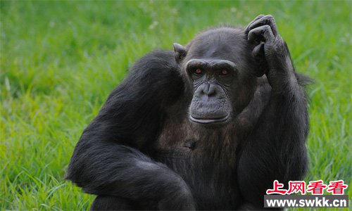 看上去正在思考问题的黑猩猩
