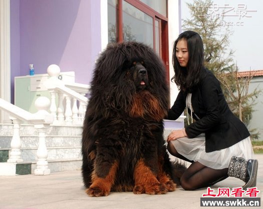 世界上最大的藏獒王比尔